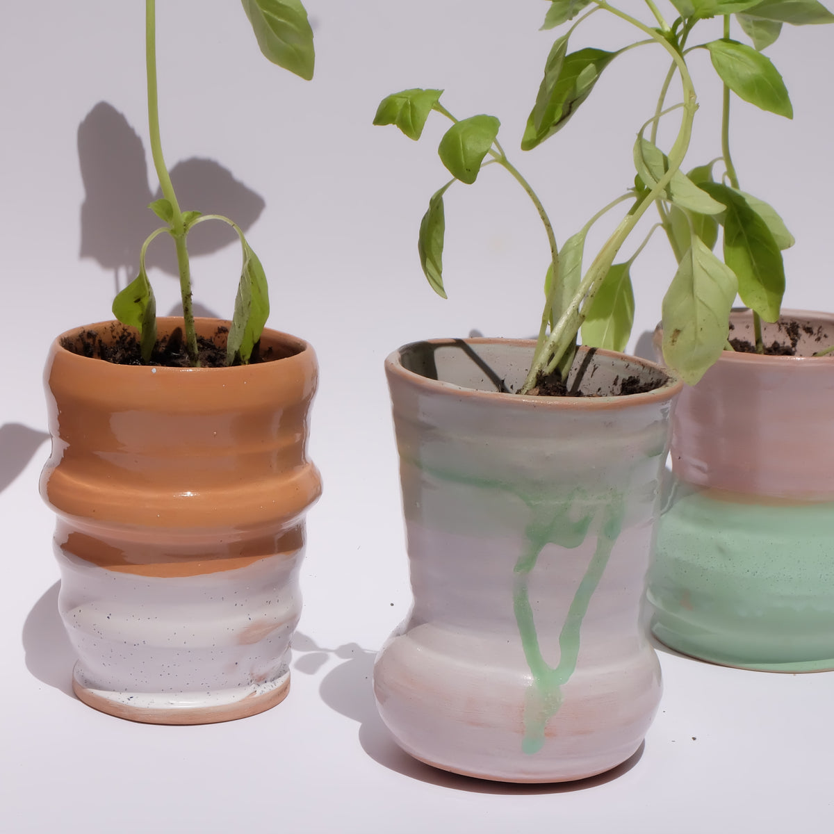 Maceta “Ola Terracota” con planta de albahaca