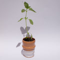 Maceta “Ola Terracota” con planta de albahaca