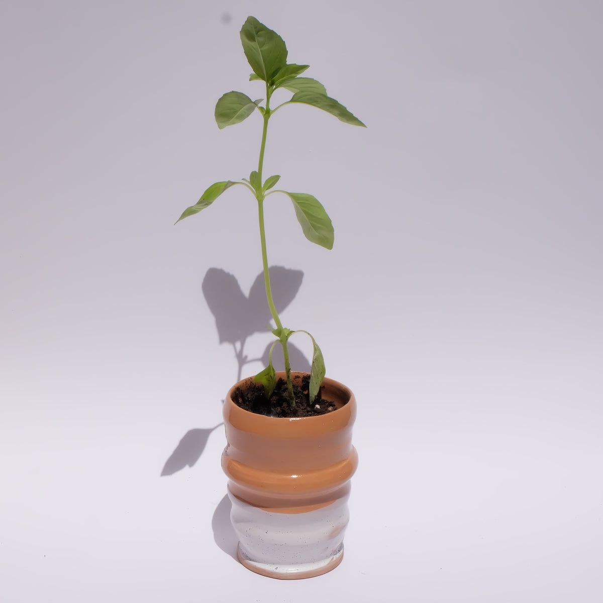 Maceta “Ola Terracota” con planta de albahaca
