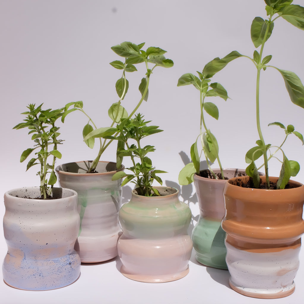 Maceta “Ola Terracota” con planta de albahaca