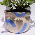 Maceta “Brisa Azul” con planta antimosquitos (Citronela)