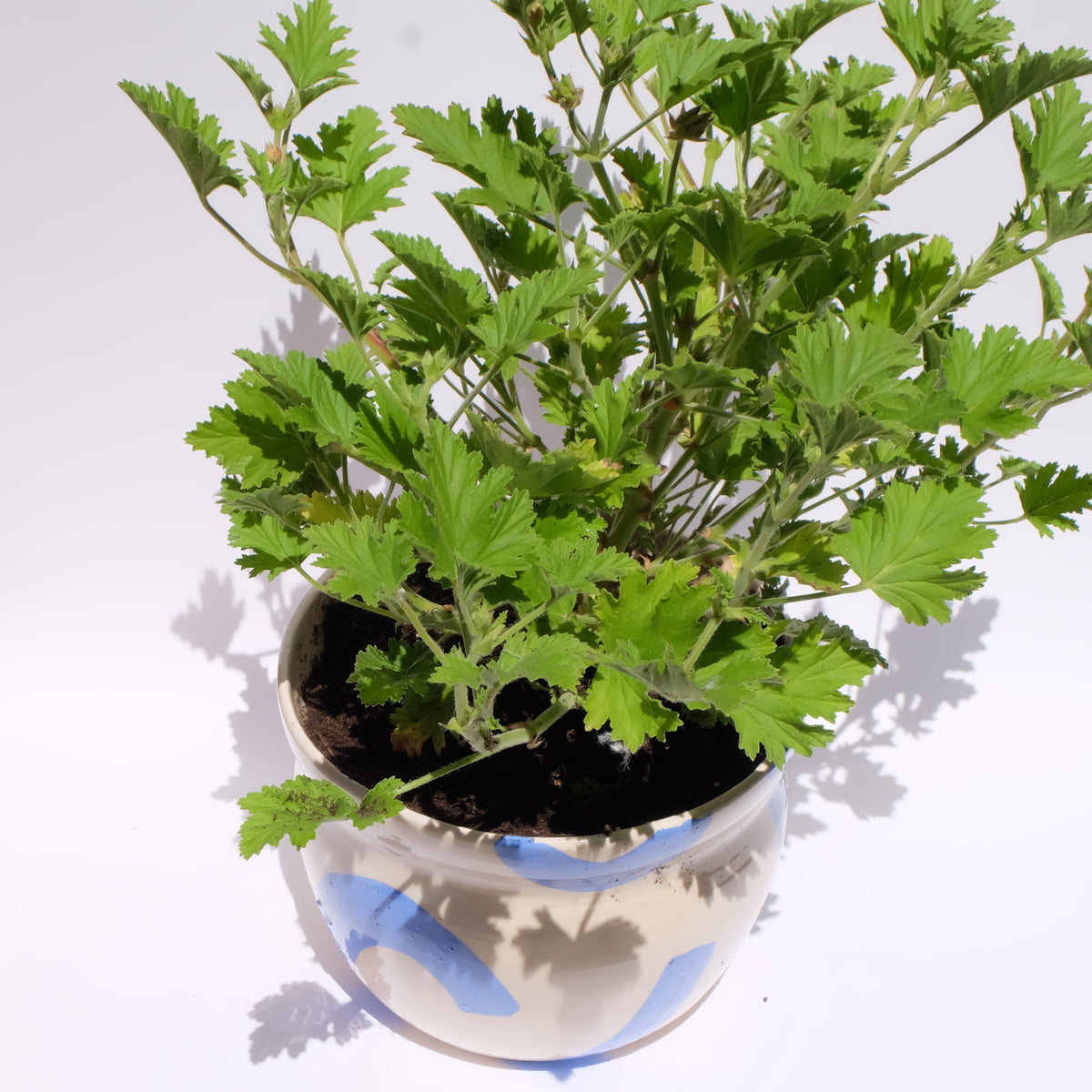 Maceta “Brisa Azul” con planta antimosquitos (Citronela)