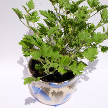 Cargar imagen en el visor de la galería, Maceta “Brisa Azul” con planta antimosquitos (Citronela)